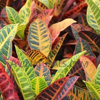 Óleo Essencial de Croton - Avi Naturals - Frasco com 50ml